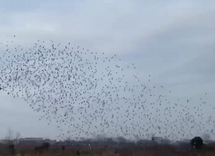 2022国际鸽联,2023国际鸽联洲际杯鸽王赛奖金