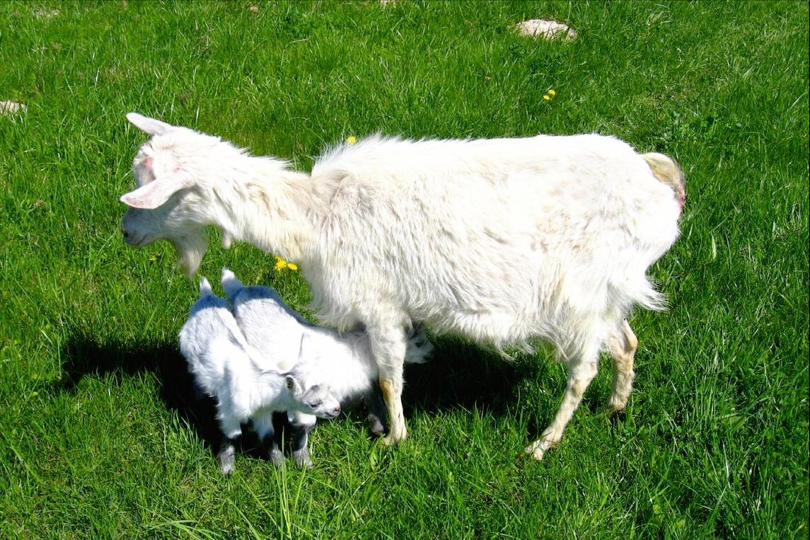 羊产后不吃食不反刍腹胀,羊产后不吃东西怎么办