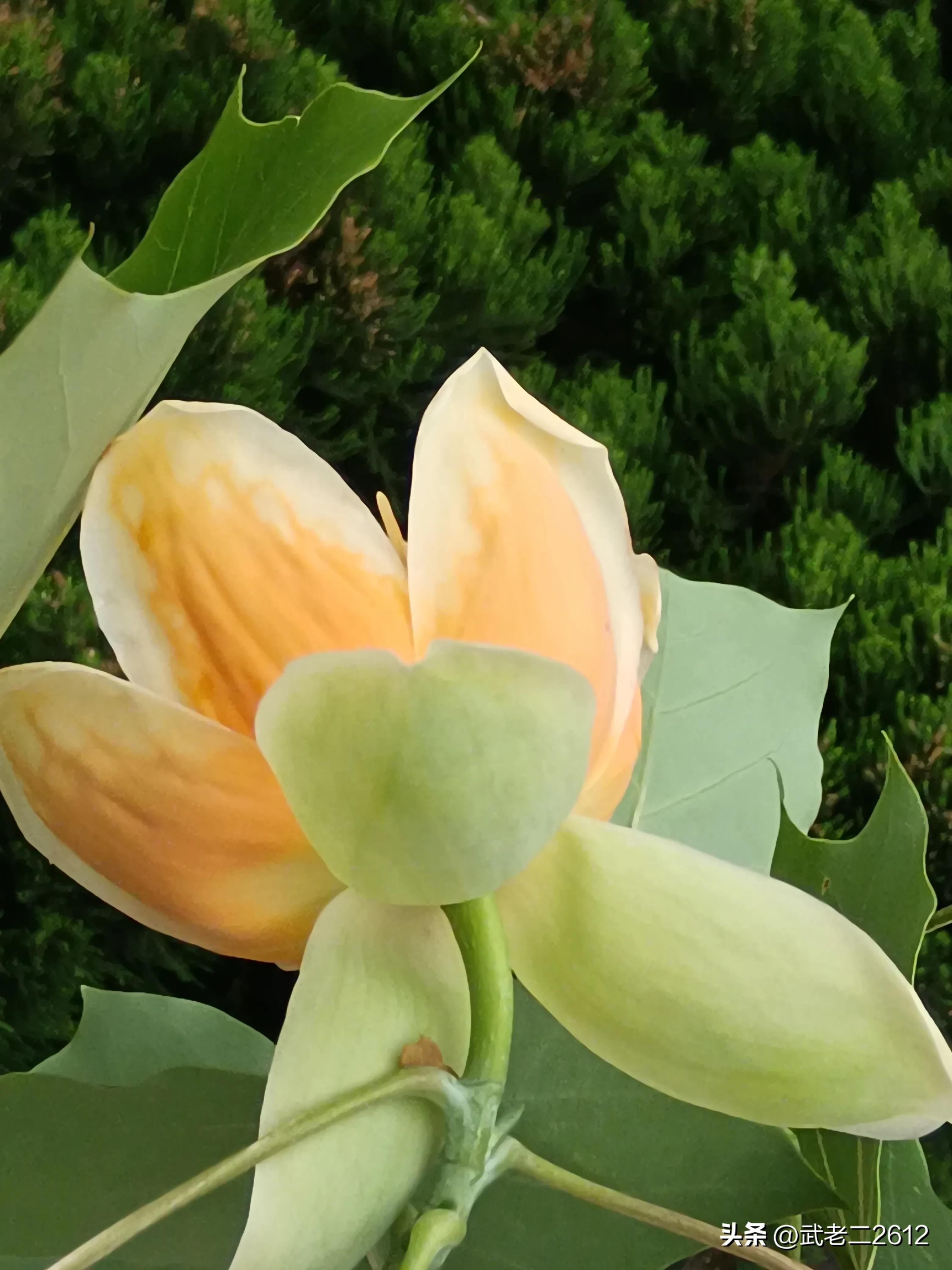 一个为我折树上莲花灯的人