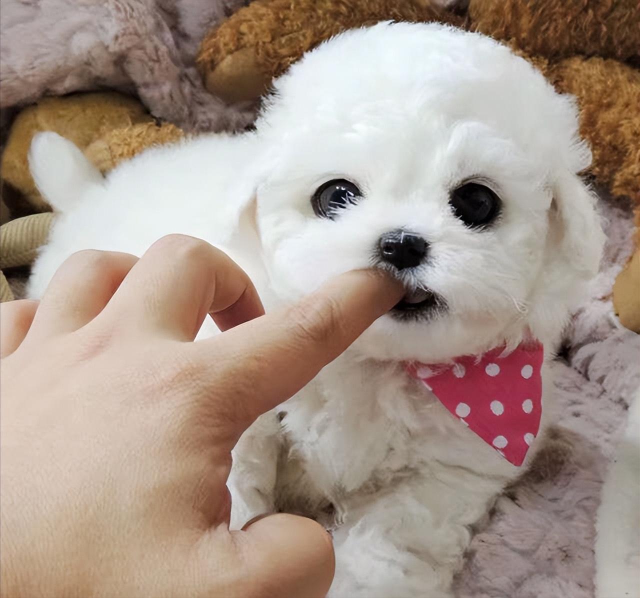 比熊和泰迪哪只最好,比熊vs泰迪哪个最适合学生养