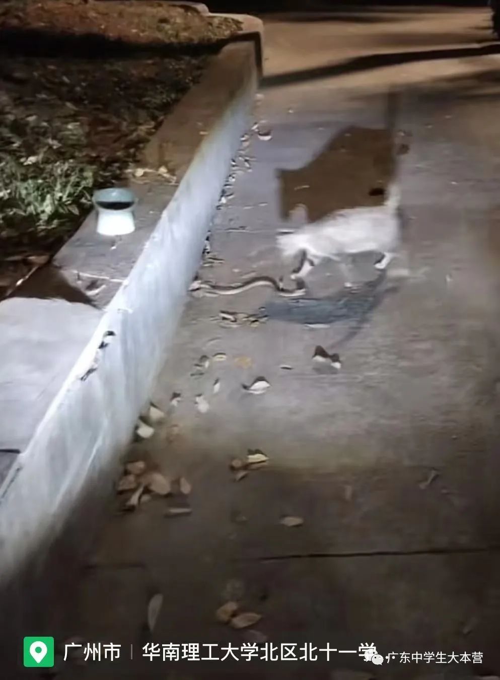 头皮发麻！广东某校厕所钻出眼镜蛇！啊啊啊换我可能当场去世！