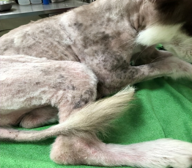 流浪狗的病能自愈吗,流浪狗得了皮肤病