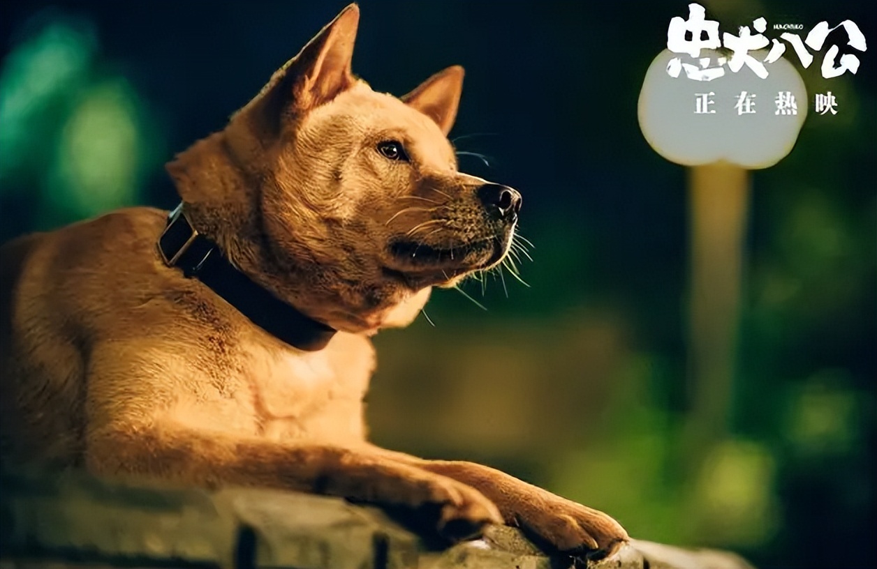 忠犬八公感人,忠犬八公最后30分钟感人片段