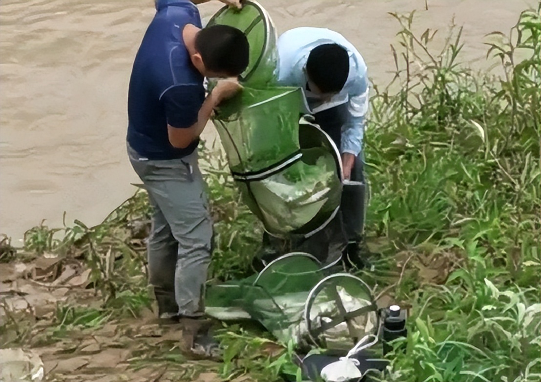 翘嘴来袭？嵊州一河道“翘嘴鱼泛滥”，有人半天钓了几十斤