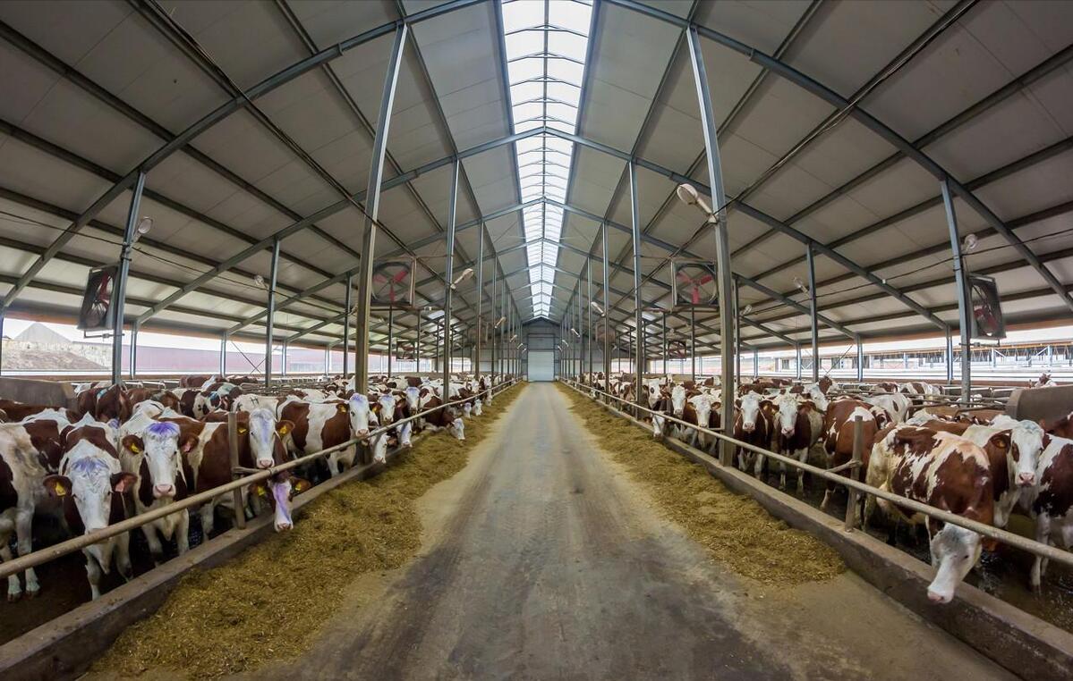 肉牛养殖技术西门塔尔牛养殖视频,生牛养殖和肉牛养殖的区别