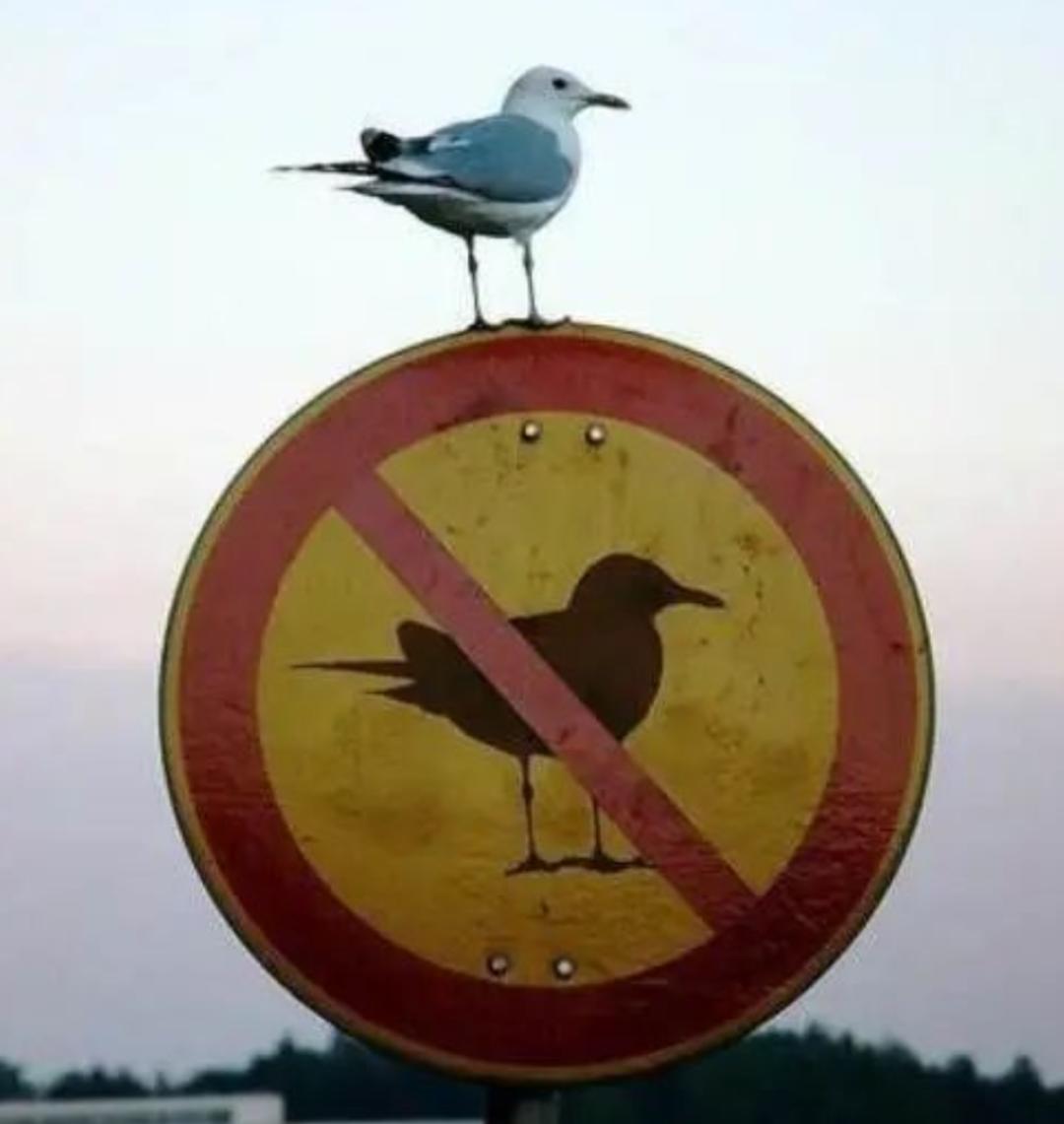 喂过一次大连海鸥，人类就要为自己的弱小羞愧