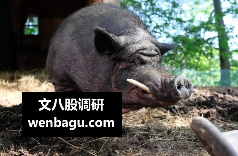 四川非洲猪瘟情况交流纪要