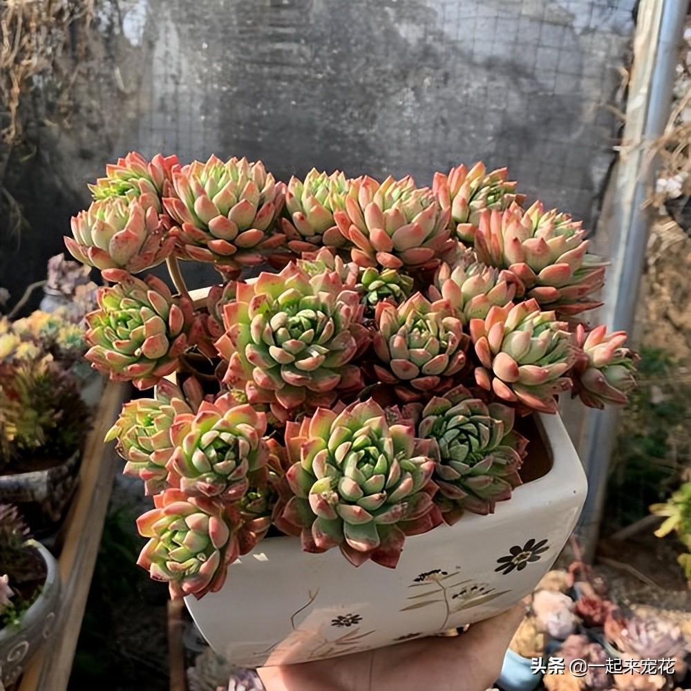 马库斯多肉夏天怎么上盆,多肉马库斯小老桩