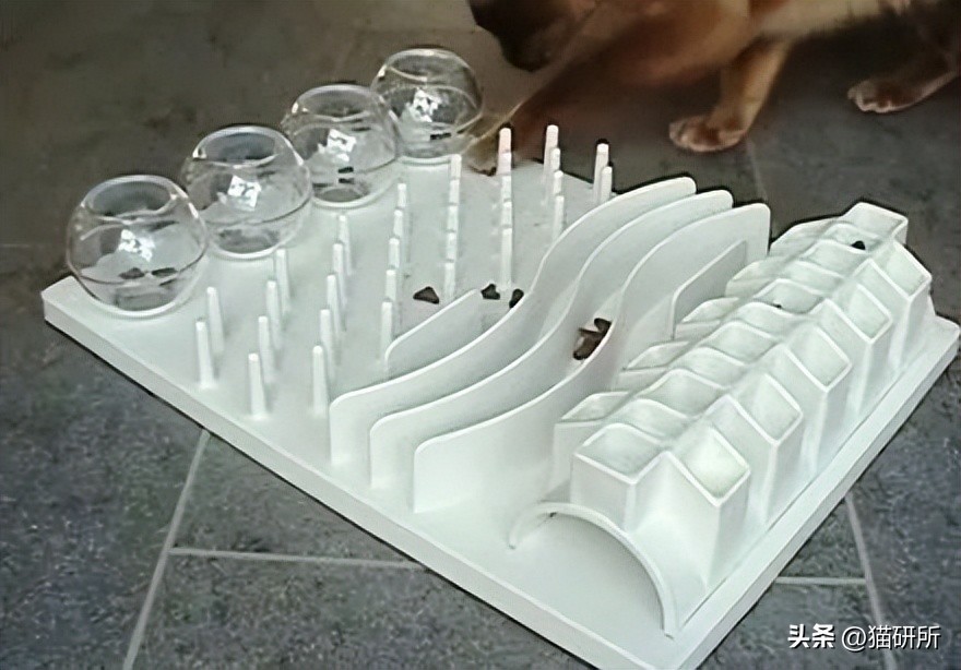 合租室友养猫哪里都是猫毛,合租养猫怎么让猫不吵到别人