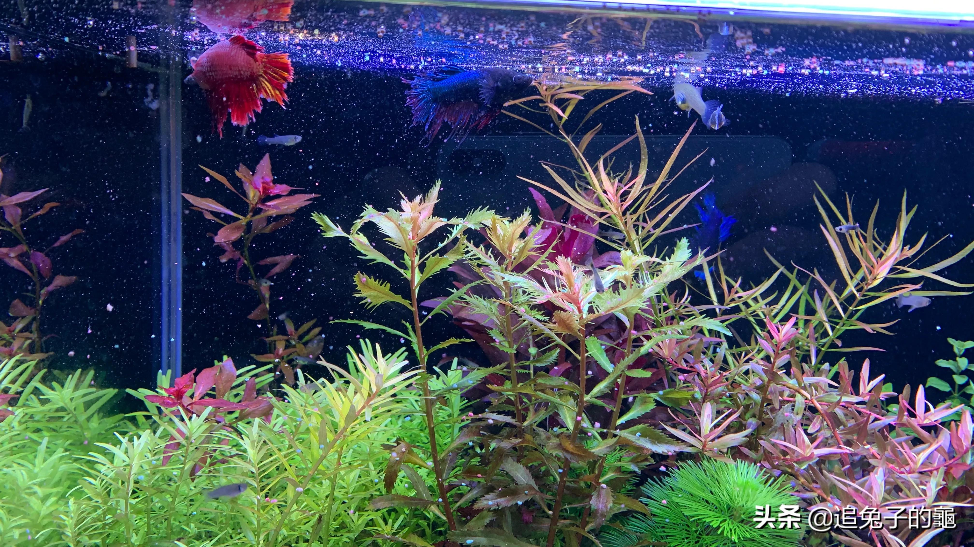 养鱼大坑,养鱼坑必须是万丈深渊