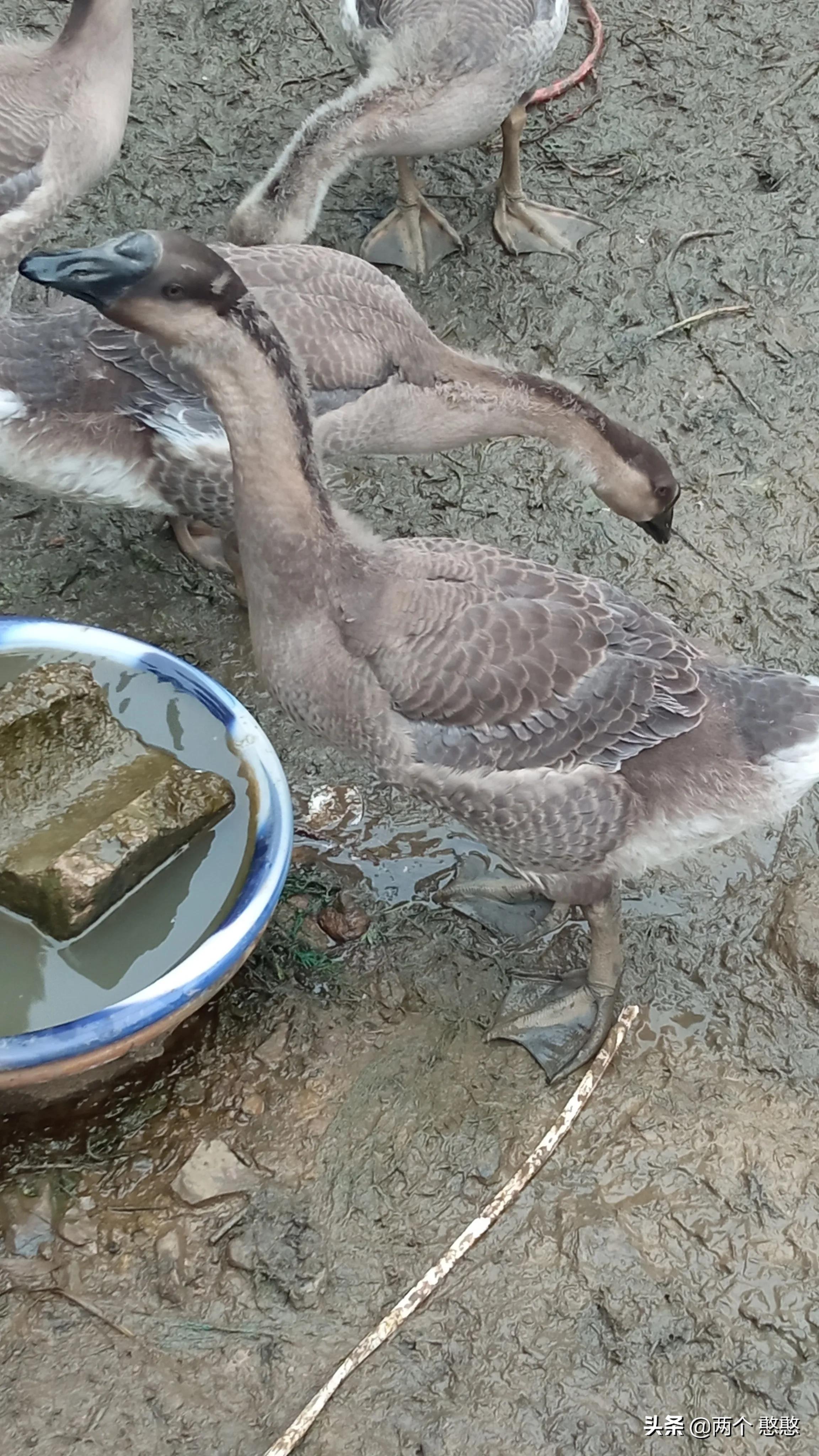 养狮头鹅和婆罗门鸡,狮头鹅vs火鸡和婆罗门鸡