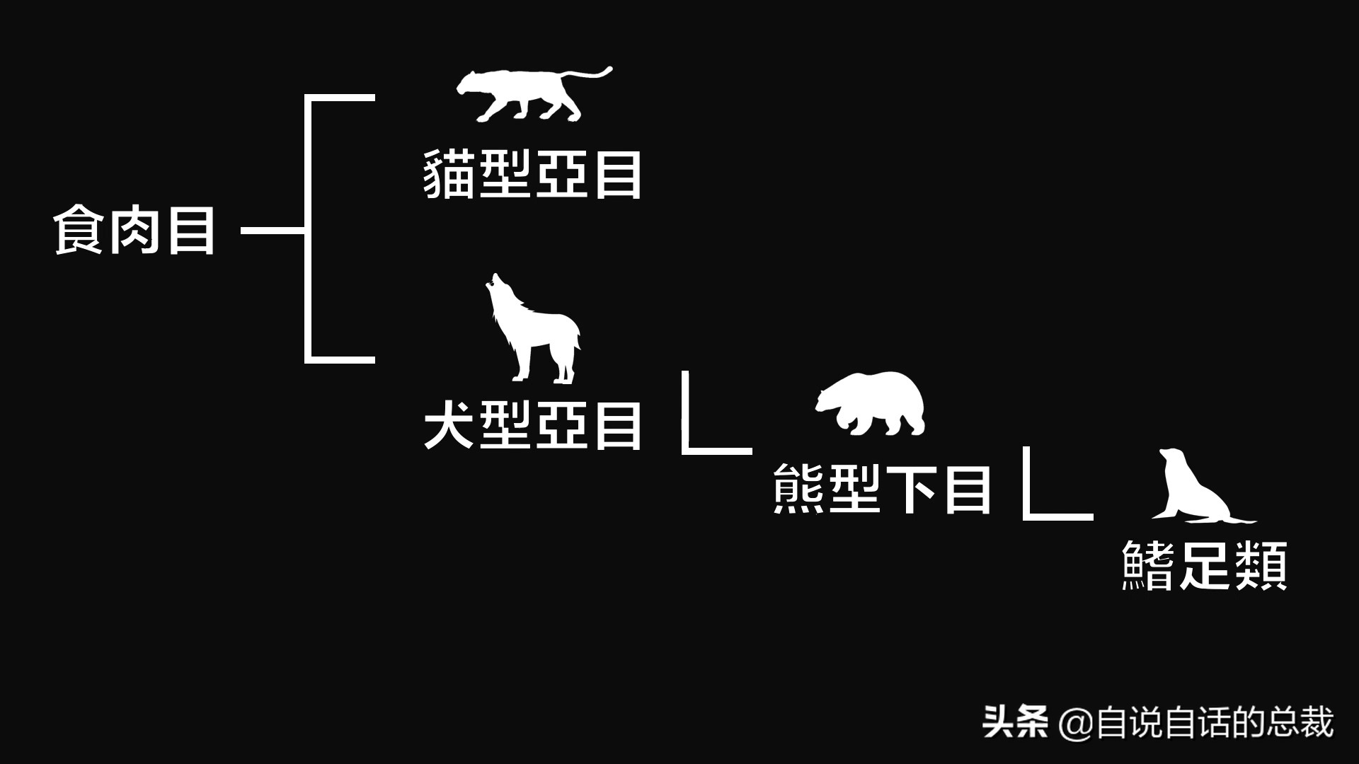 液体猫是真的吗,为什么都说猫咪是液体猫