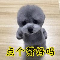 省心的狗狗排名前十名,让狗狗省心省力