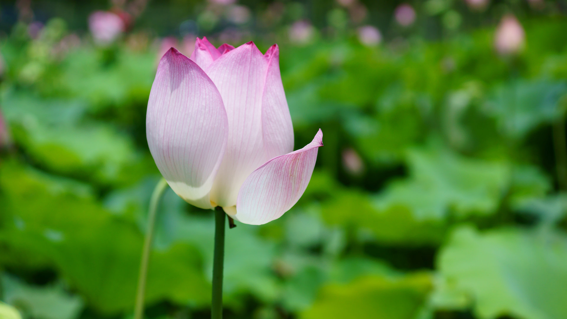 夏日荷花有多美,夏日的荷花有多美