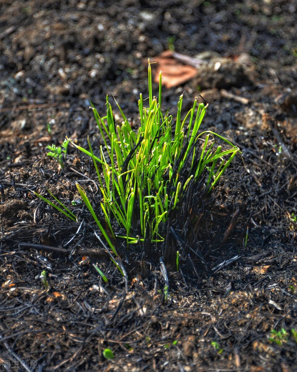 离离原上草一岁一枯荣的翻译,离离原上草一岁一枯荣诗句的意思