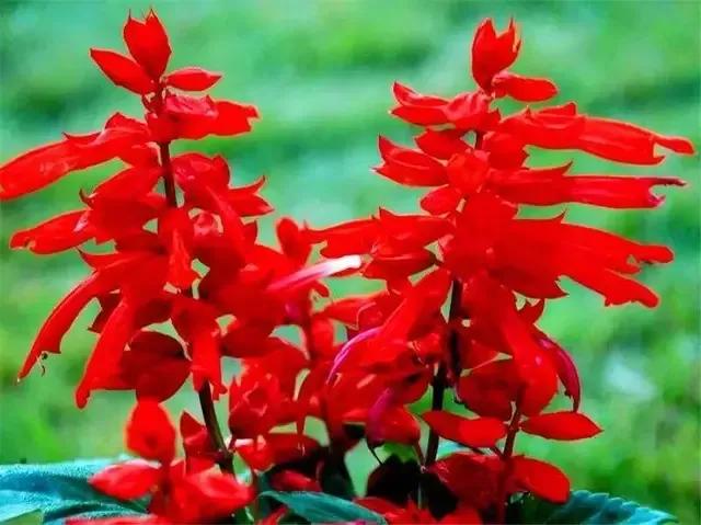 绿化带里常见的草本花,绿化带常见植物名称及图片