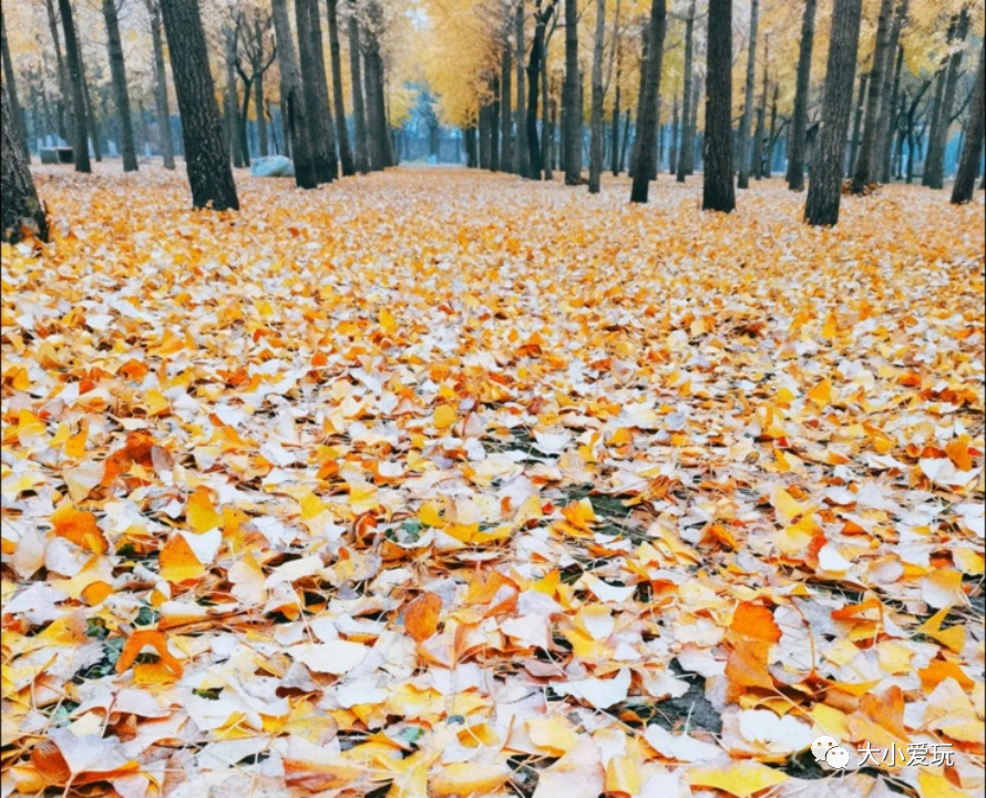 京城赏秋打卡胜地,北京赏秋小众景区