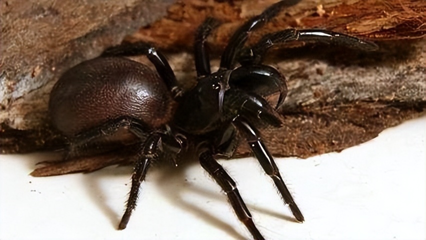 蜘蛛毒液有哪些,蜘蛛毒液对男性有好处吗