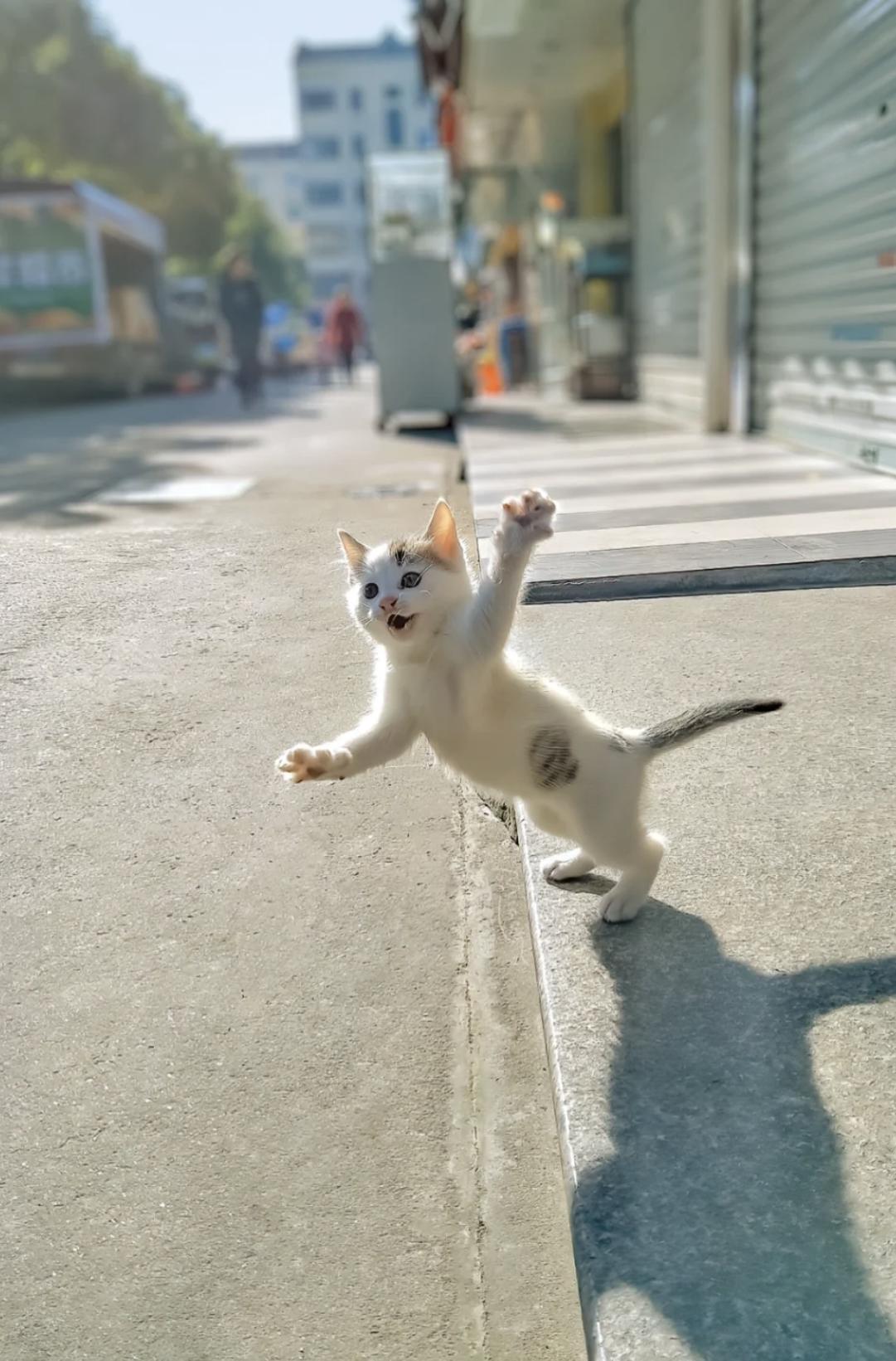 治愈系壁纸｜132张可爱小猫咪的样子