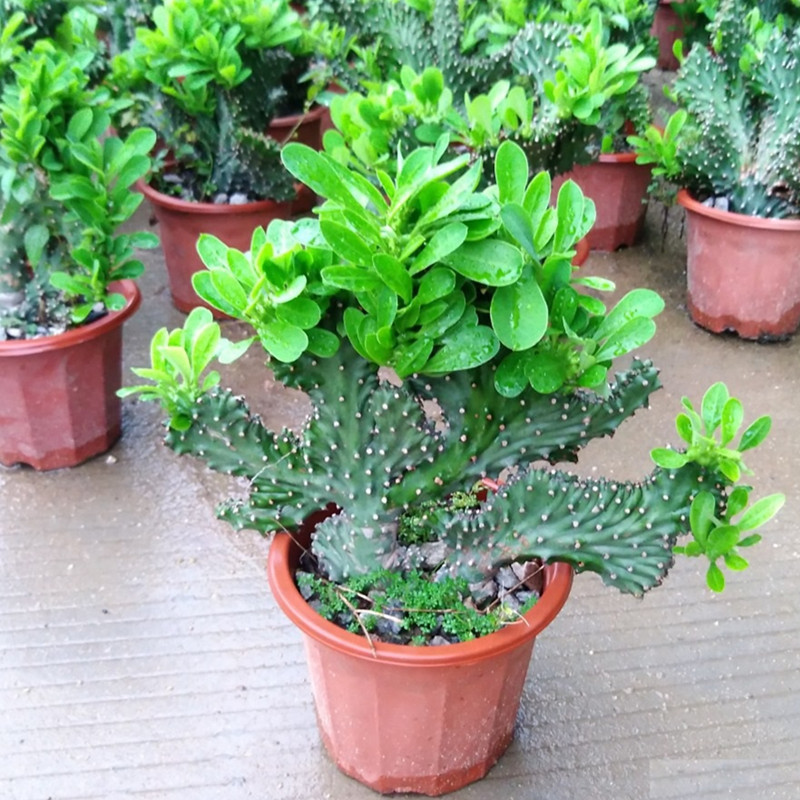 4种花颜值高养在家里超漂亮,家里养什么花招财又旺家