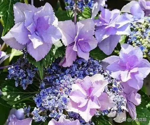 有一种花很好看但是很臭,名字很难听却很漂亮的花