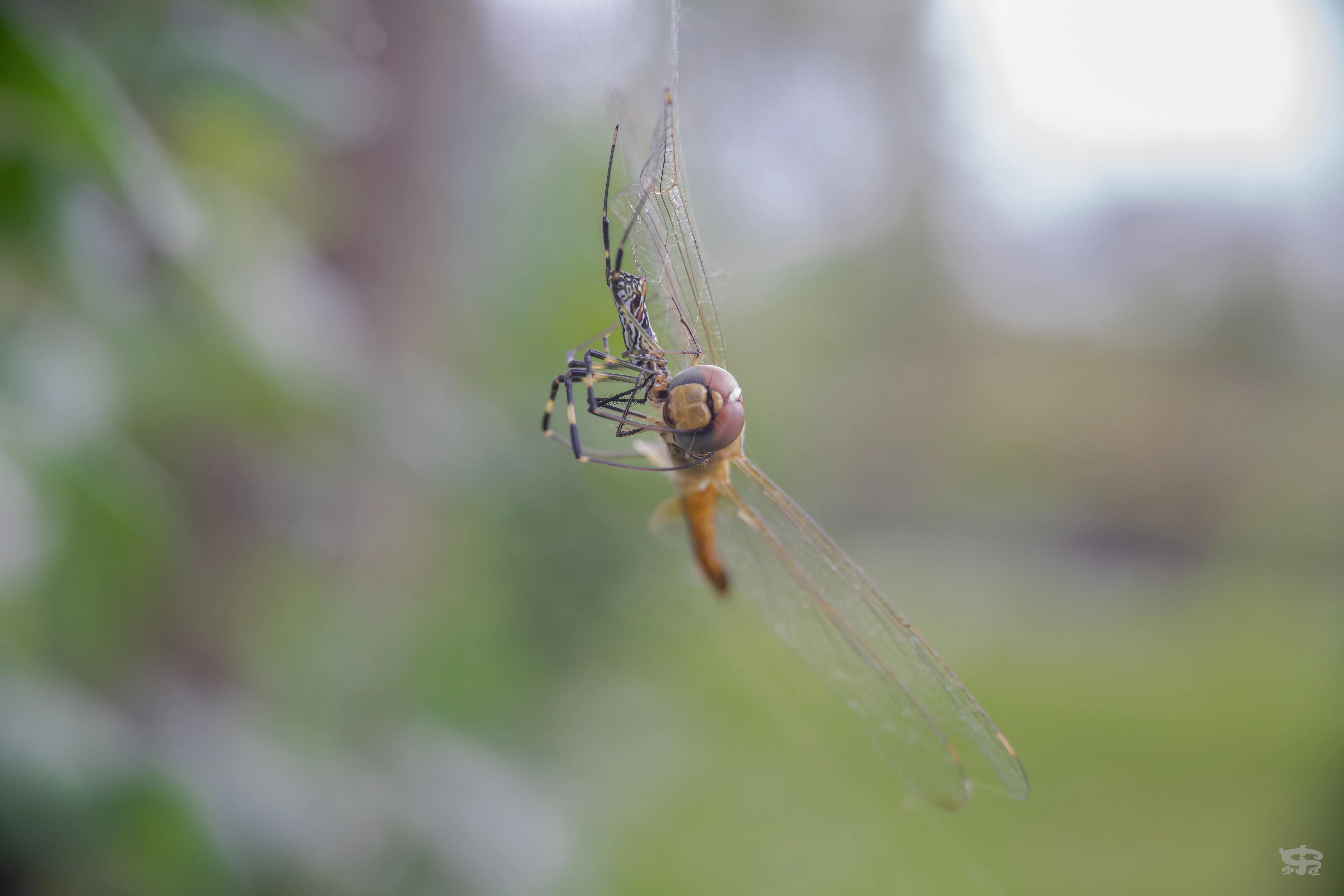 七工匠微距镜头60mmf2.8怎么用,七工匠60mm微距镜头上市