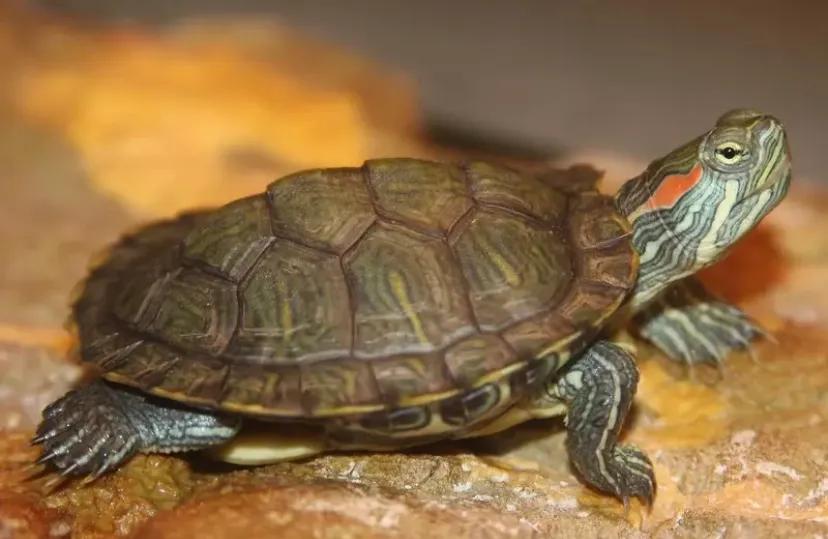 地摊三杰乌龟怎么样,地摊三杰地摊价格