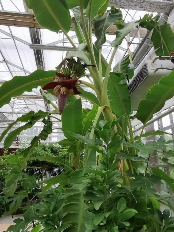 春华秋实农博园摘油桃,春华秋实农博园草莓采摘