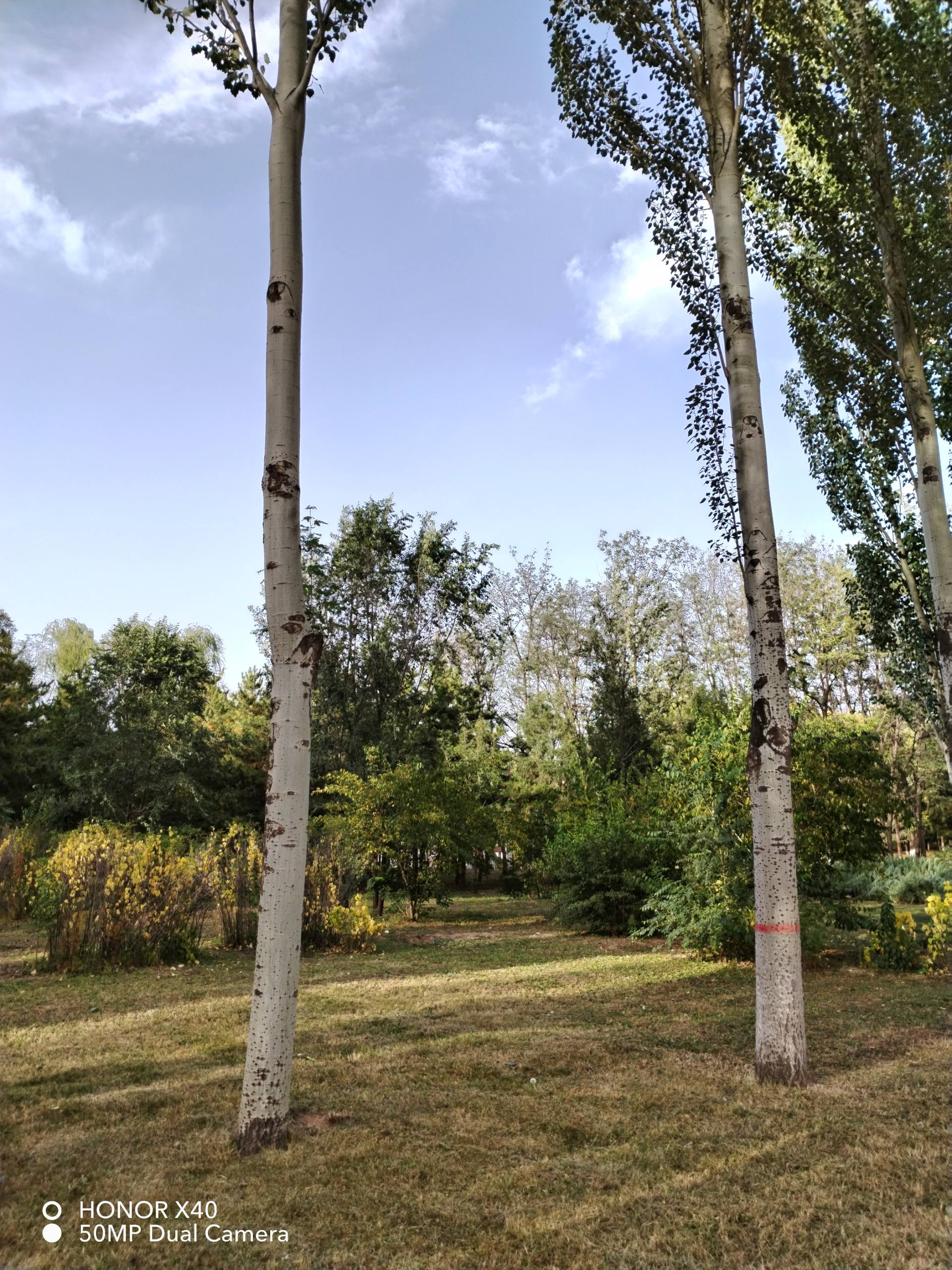 荣耀x40gt缺点及差评,荣耀x40实机体验