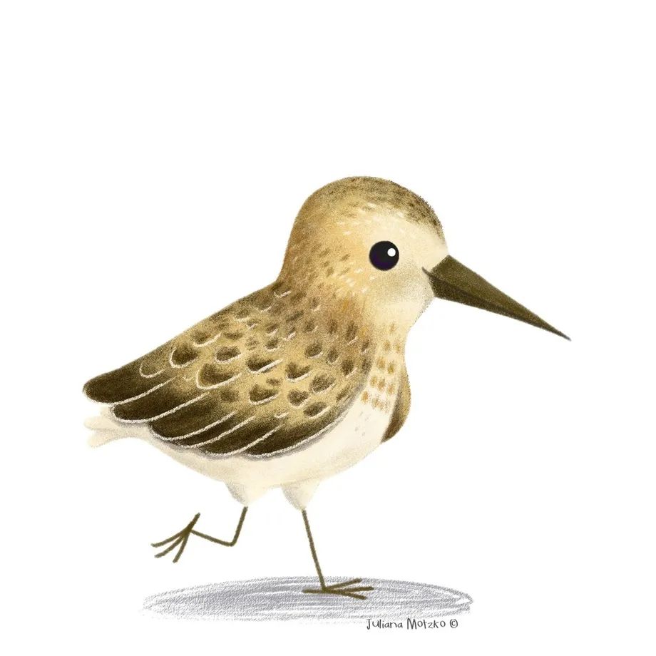 鸟类插画大全,鸟类插画艺术欣赏