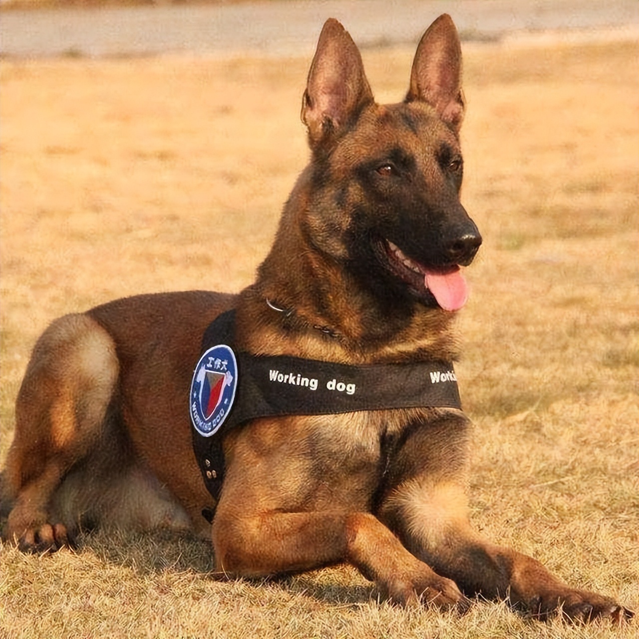 马犬属于禁养犬吗,马犬一只让人不敢养的狗