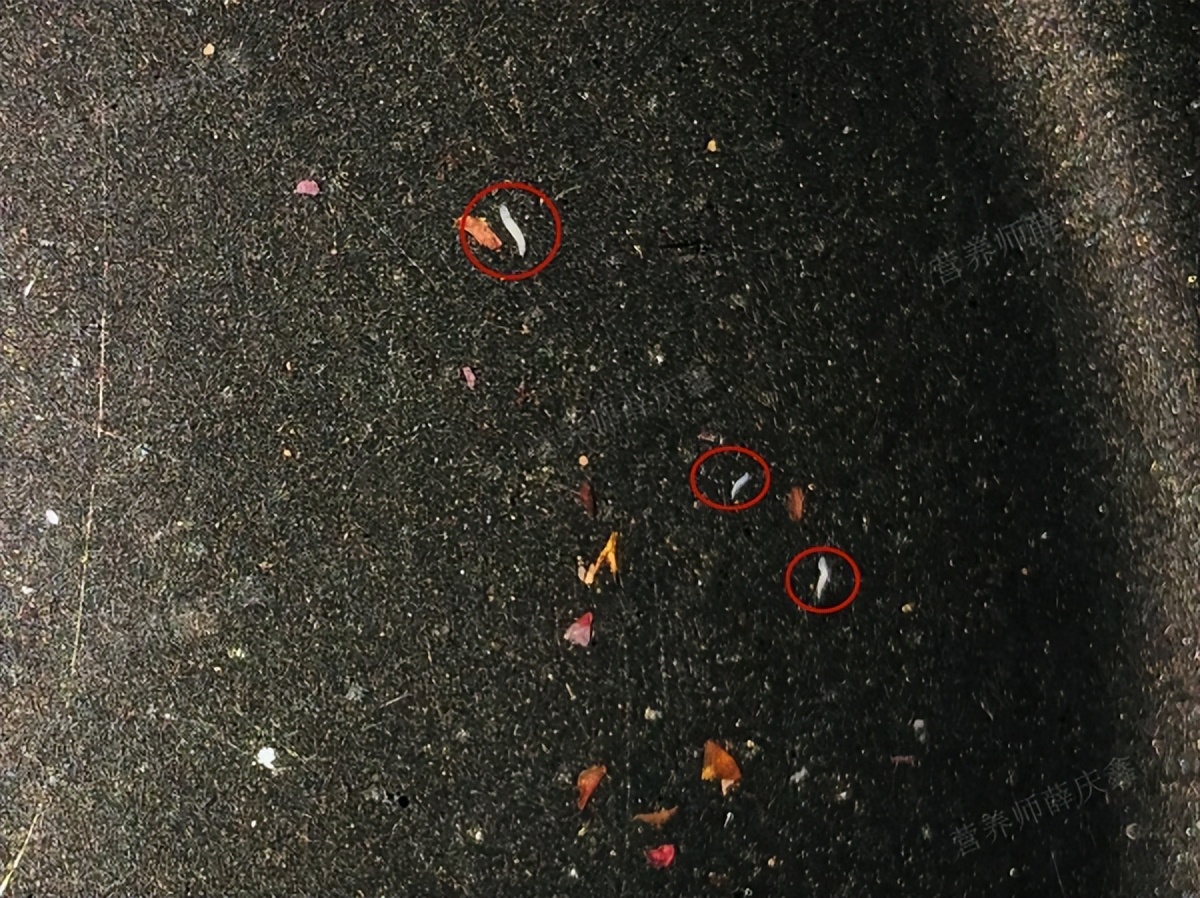 杨梅不洗干净变成一道荤菜,吃了杨梅什么菜不能吃