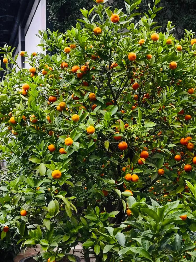 上海真如寺简介,上海真如寺方丈