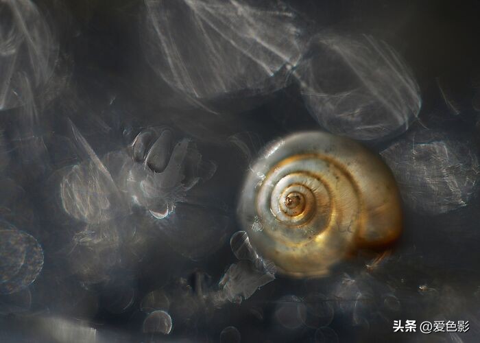 光影斑驳中，长笑蜗牛戴屋行