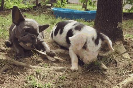 法斗大便带血怎么办,法斗幼崽大便稀还吐精神好