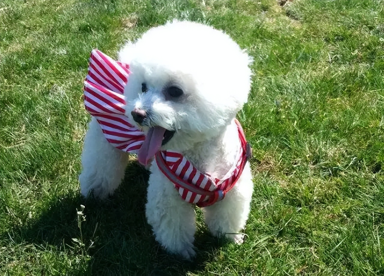 比熊怎么挑狗粮,比熊怎么挑才健康