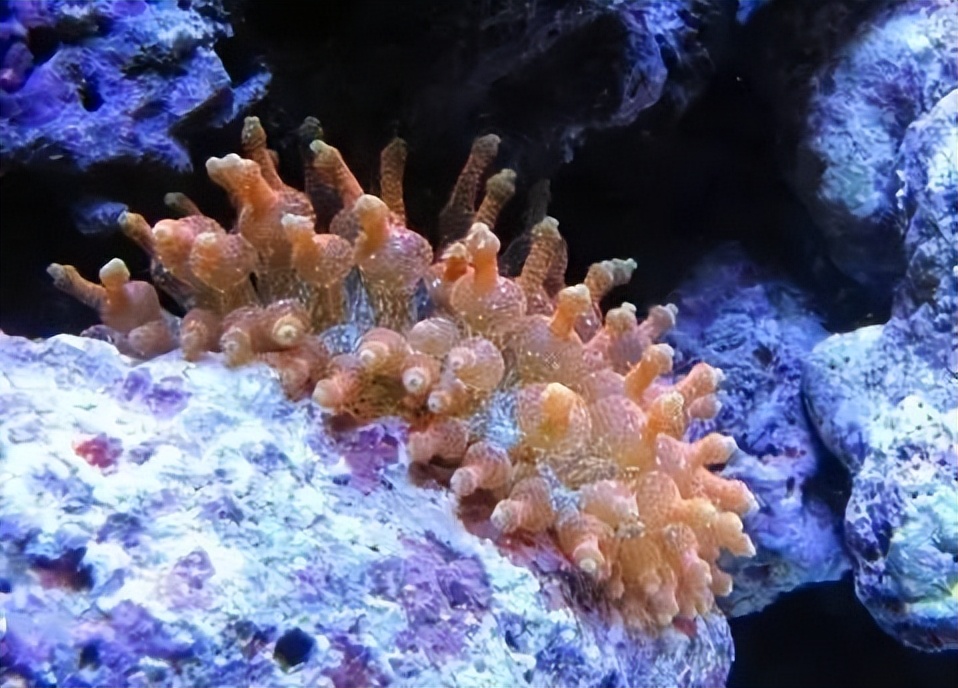 海水珊瑚缸鹦鹉螺,海水缸珊瑚视频大全