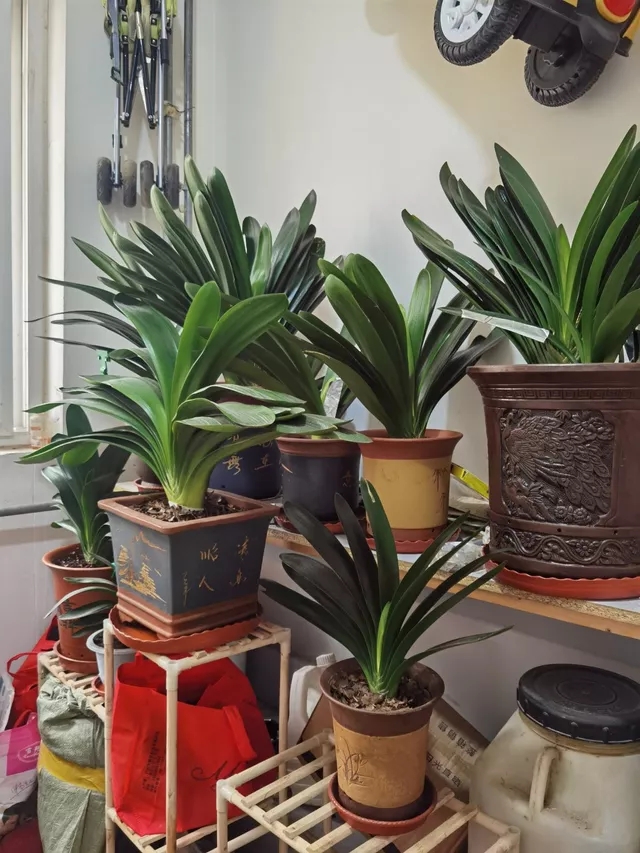 越养越吉利的三种花有哪些,玫瑰花老桩用大盆还是小盆栽培