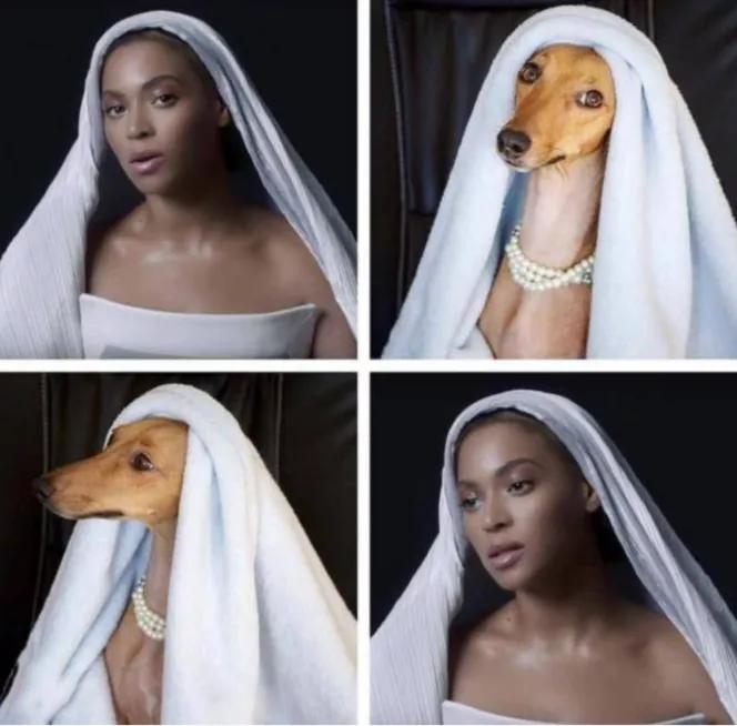 一只被抛弃的小狗逆袭变身超狗,一只被逆袭的中国狗狗