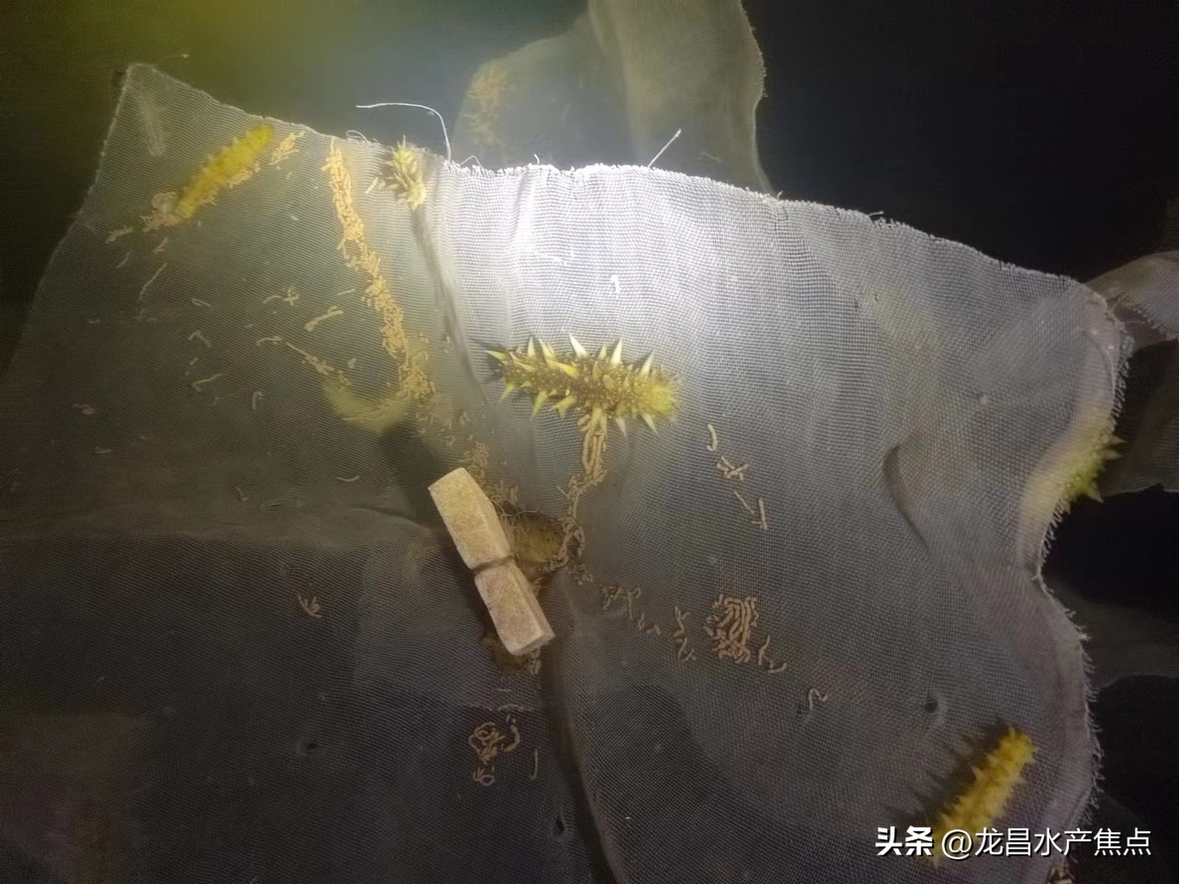 海参肠道问题,海参肠的危害