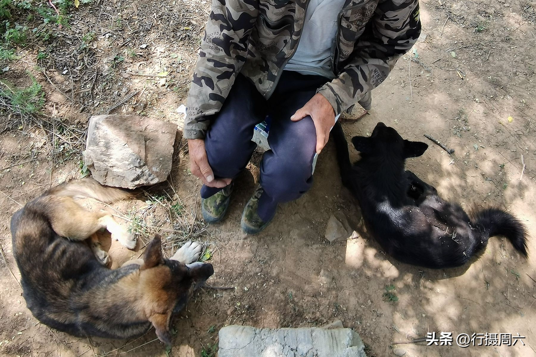 老人在山上养了两条狼狗,山里老人养的大狗