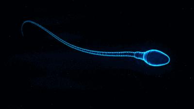 世界最大精子库银行,国际精子银行