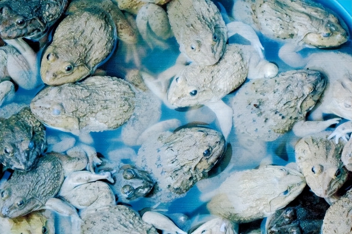 丛林探险美食大全,真正的丛林美食有哪些