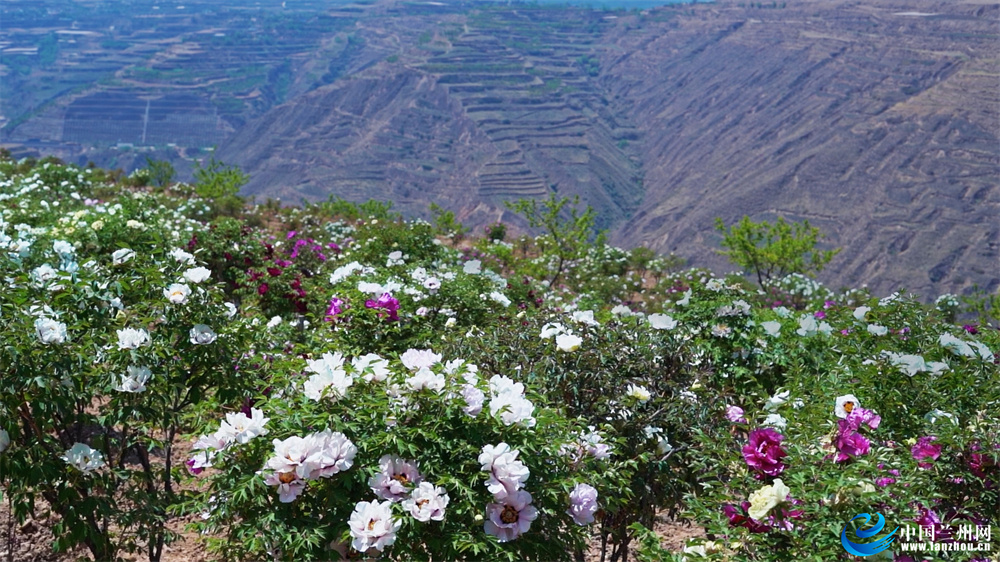 榆中县和平镇范家营村千亩牡丹次第盛开“鲜花经济”为乡村振兴锦上添“花”