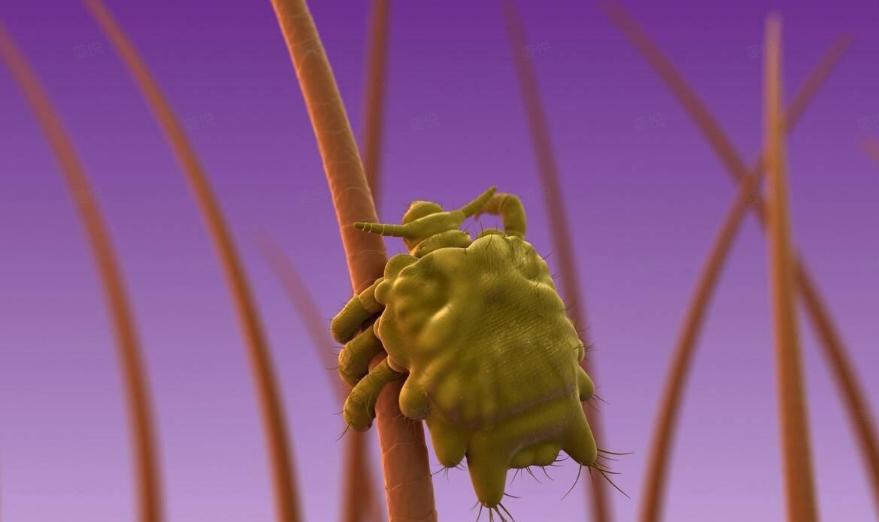 为什么头发卷眉毛直,头发自然卷毛怎么自己长直发