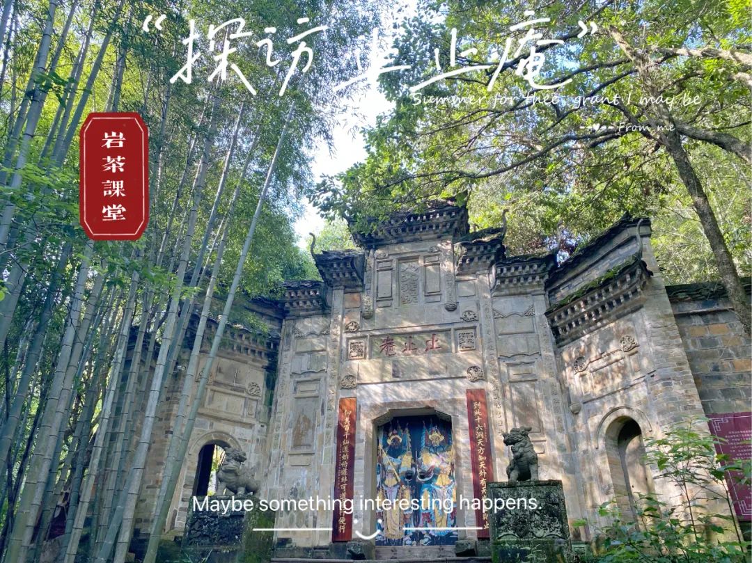 四大名枞白鸡冠岩茶一斤多少钱,岩茶白牡丹是什么茶