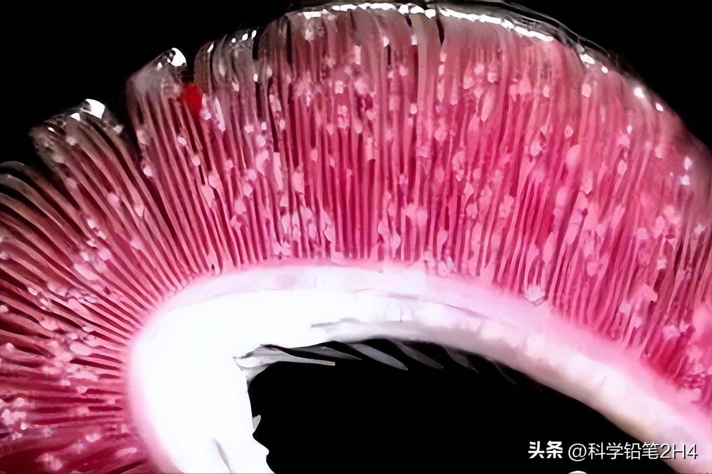 水产小瓜虫治疗方法,养殖鱼类小瓜虫病的防治方法