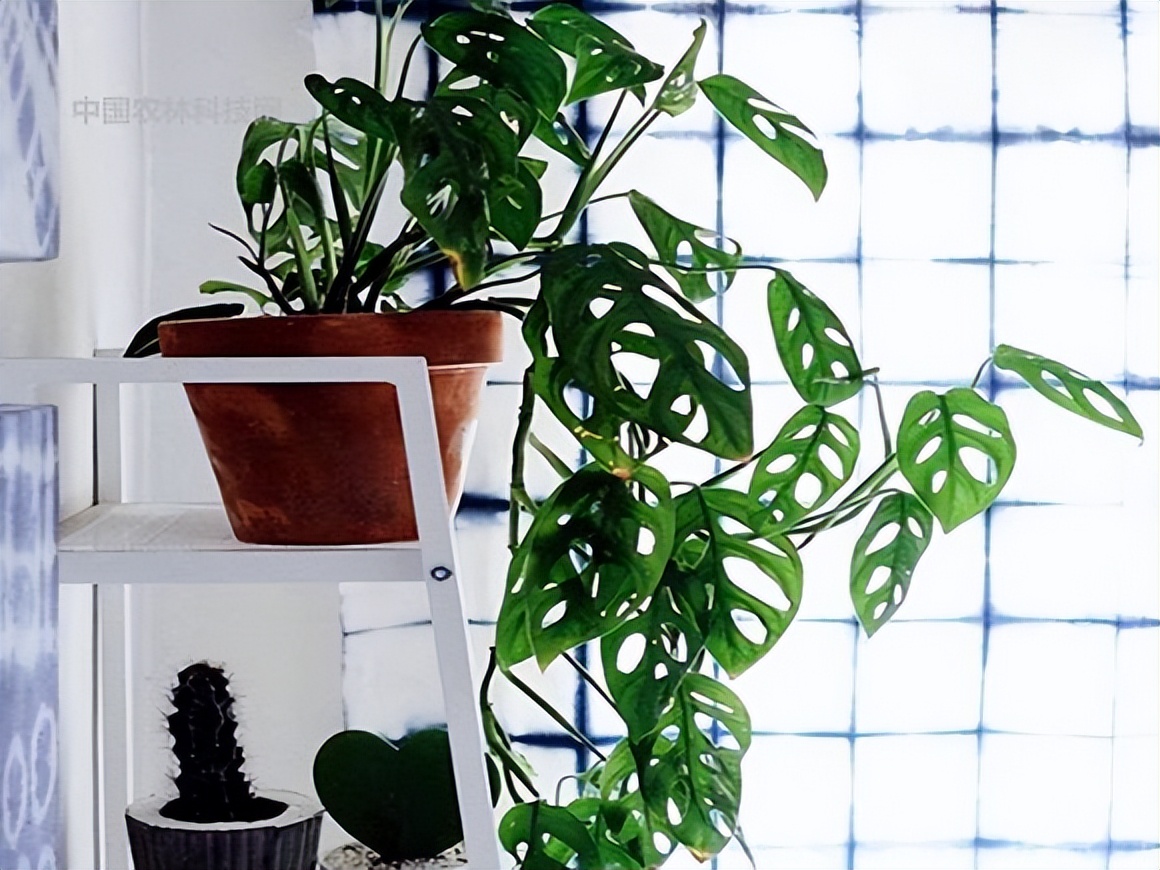 家里光线差就养这几种花,什么花散射光就可以养好