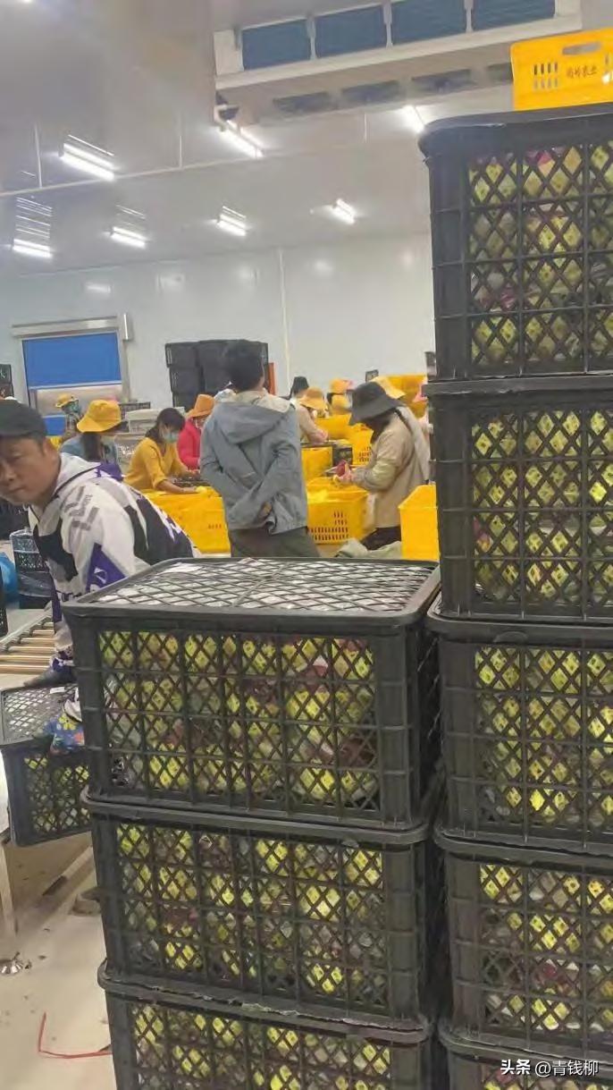 海南红心火龙果鲜果冻干,火龙果包装打法