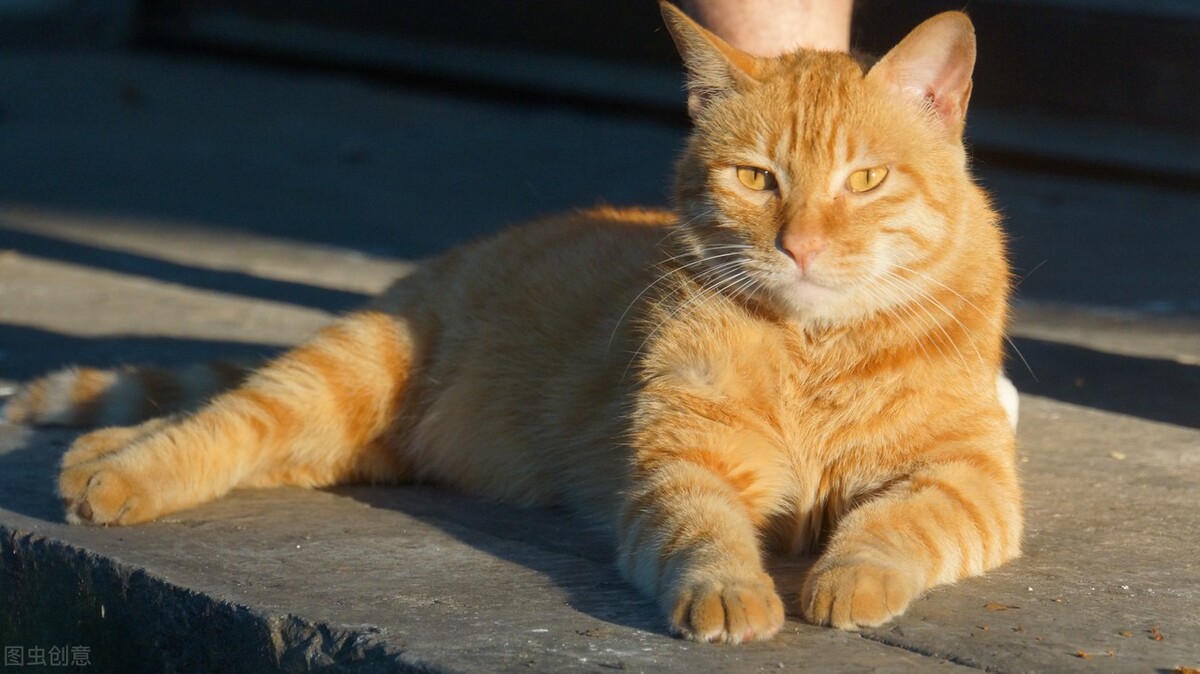 猫瘟有自愈的可能吗,猫瘟不输液必死吗